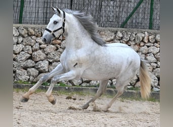 Andalusian, Stallion, 2 years, 16.1 hh, Gray