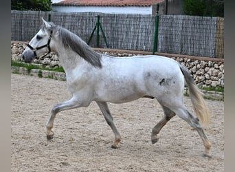 Andalusian, Stallion, 2 years, 16.1 hh, Gray