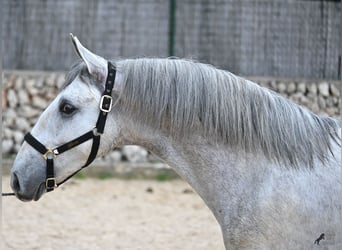 Andalusian, Stallion, 2 years, 16.1 hh, Gray