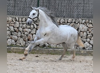 Andalusian, Stallion, 2 years, 16.1 hh, Gray
