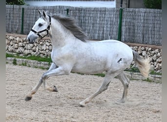Andalusian, Stallion, 2 years, 16.1 hh, Gray