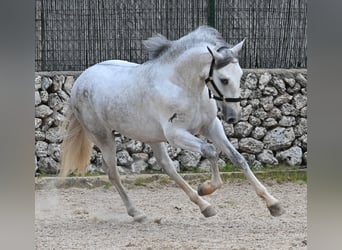 Andalusian, Stallion, 2 years, 16.1 hh, Gray