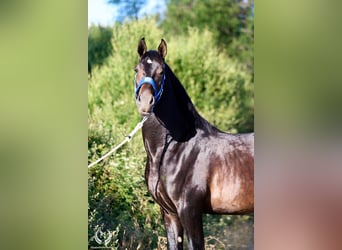 Andalusian, Stallion, 2 years, 16.2 hh, Bay-Dark