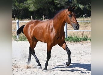 Andalusian, Stallion, 2 years, 16.2 hh, Brown