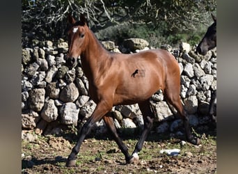 Andalusian, Stallion, 2 years, 16.2 hh, Brown