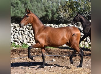 Andalusian, Stallion, 2 years, 16.2 hh, Brown