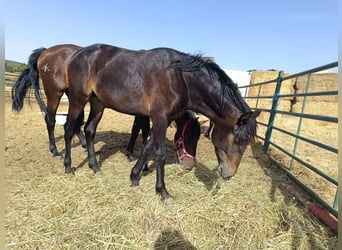 Andalusian Mix, Stallion, 2 years, 16 hh, Bay-Dark