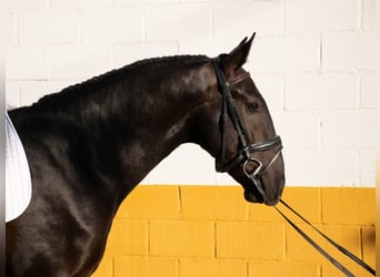 Andalusian, Stallion, 2 years, 16 hh, Black