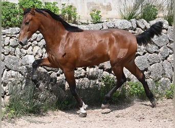 Andalusian, Stallion, 2 years, 16 hh, Brown