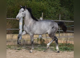 Andalusian, Stallion, 2 years, 16 hh, Gray