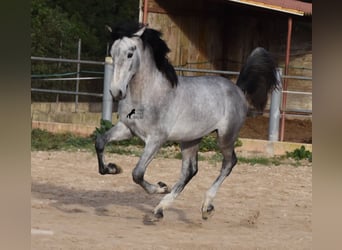 Andalusian, Stallion, 2 years, 16 hh, Gray