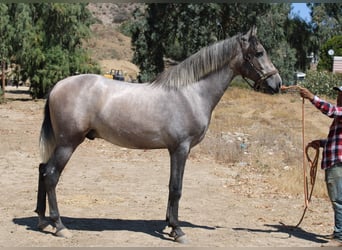 Andalusian, Stallion, 2 years, 16 hh, Grey