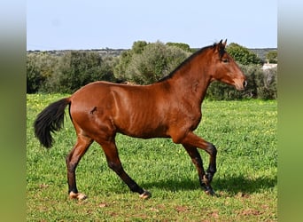 Andalusian, Stallion, 2 years, 16,1 hh, Brown