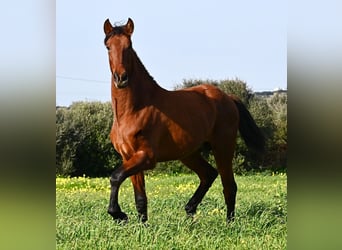 Andalusian, Stallion, 2 years, 16,1 hh, Brown
