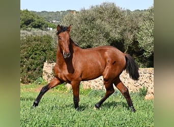 Andalusian, Stallion, 2 years, 16,1 hh, Brown