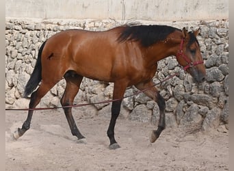 Andalusian, Stallion, 2 years, 17 hh, Brown