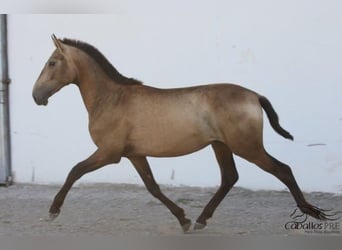 Andalusian, Stallion, 2 years, Buckskin