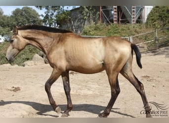 Andalusian, Stallion, 2 years, Buckskin