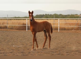 Andalusian, Stallion, 2 years, Chestnut-Red