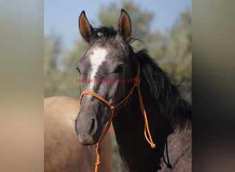 Andalusian, Stallion, 2 years, Gray
