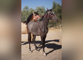 Andalusian, Stallion, 2 years, Gray