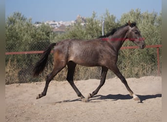 Andalusian, Stallion, 2 years, Gray