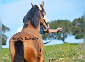 Andalusian, Stallion, 3 years, 14.3 hh, Champagne