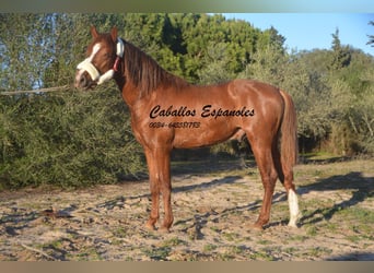 Andalusian, Stallion, 3 years, 14.3 hh, Chestnut-Red
