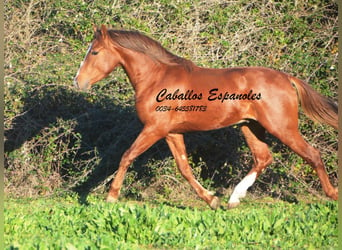Andalusian, Stallion, 3 years, 14.3 hh, Chestnut-Red