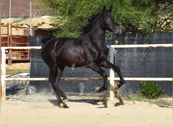 Andalusier, Hengst, 3 Jahre, 15,1 hh, Rappe