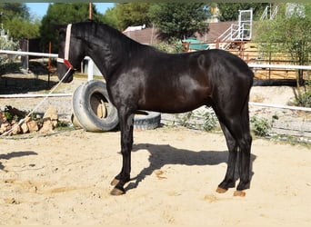 Andalusier, Hengst, 3 Jahre, 15,1 hh, Rappe