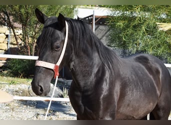 Andalusier, Hengst, 3 Jahre, 15,1 hh, Rappe