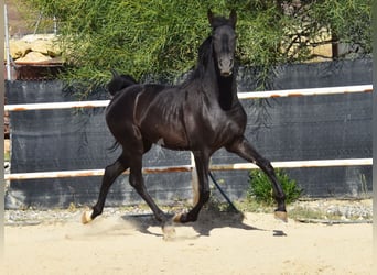 Andalusier, Hengst, 3 Jahre, 15,1 hh, Rappe