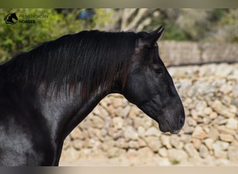 Andalusier, Hengst, 3 Jahre, 15,1 hh, Rappe