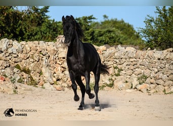 Andalusier, Hengst, 3 Jahre, 15,1 hh, Rappe