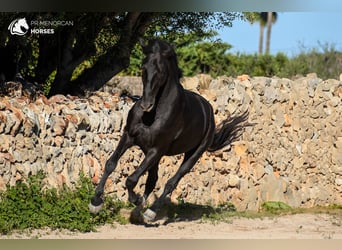 Andalusier, Hengst, 3 Jahre, 15,1 hh, Rappe