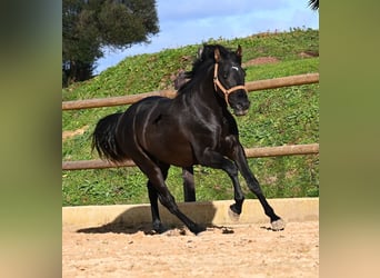 Andalusian, Stallion, 3 years, 15,1 hh, Black