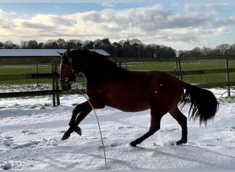 Andalusian, Stallion, 3 years, 15.1 hh, Brown