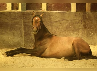 Andalusian, Stallion, 3 years, 15,1 hh, Brown Falb mold