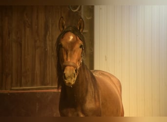 Andalusian, Stallion, 3 years, 15,1 hh, Brown Falb mold