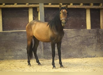 Andalusian, Stallion, 3 years, 15,1 hh, Brown Falb mold