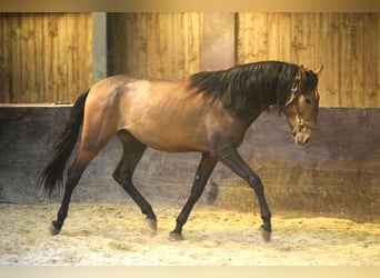 Andalusian, Stallion, 3 years, 15,1 hh, Brown Falb mold