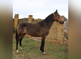Andalusian, Stallion, 3 years, 15.1 hh, Buckskin