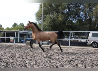 Andalusian Mix, Stallion, 3 years, 15.1 hh, Dun