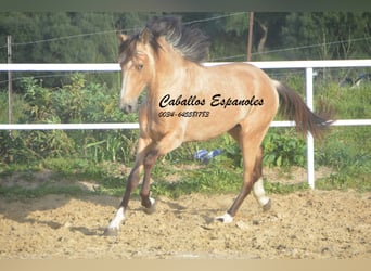 Andalusian, Stallion, 3 years, 15.1 hh, Dun