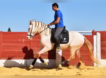 Andalusian, Stallion, 3 years, 15.1 hh, Perlino