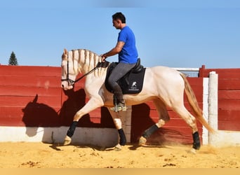 Andalusian, Stallion, 3 years, 15.1 hh, Perlino