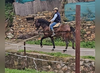 Andalusian, Stallion, 3 years, 15.2 hh, Bay-Dark