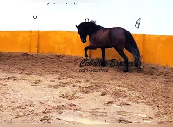 Andalusian, Stallion, 3 years, 15.2 hh, Bay-Dark