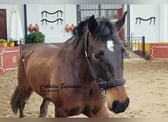 Andalusian, Stallion, 3 years, 15.2 hh, Bay-Dark